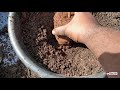 soil mix for all rose plants..