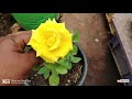 soil mix for all rose plants..