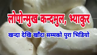 भ्याकुर | भ्याकुरको तरकारी |खेलाङ | गिठ्ठा | Bhyakur | Food Vlog | Gittha | Jirel Food | Khelang