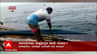 Palghar : पालघरच्या समुद्रातून मासे गायब? स्थानिक मच्छिमार बांधवांवर मोठं संकट!