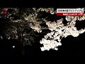 2600本の桜、ライトアップも 弘前さくらまつり