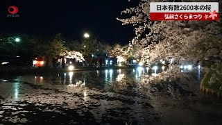 2600本の桜、ライトアップも   弘前さくらまつり