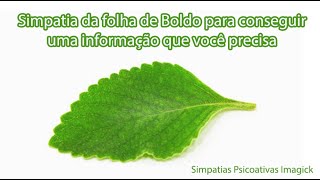 Simpatia da folha de Boldo para conseguir uma informação que você precisa - Simpatias Psicoativas