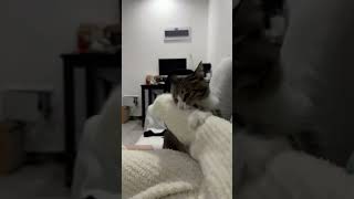 养猫就养狸花猫，狸花猫是真的好萌宠出道计划 狸花猫 记录猫咪日常