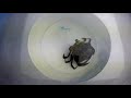 Time Lapse Crab Moulting/Shedding its Shell