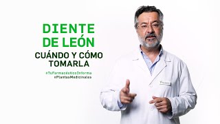 Diente de león, cuándo y cómo tomarlo. Tu Farmacéutico Informa - #PlantasMedicinales