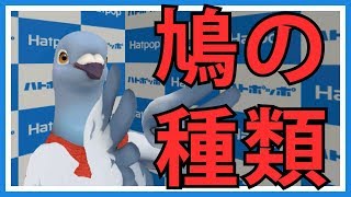 【羽鳥ぽぽぽ】ポポモン言えるかな？【第051羽】