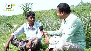 বাংলার কৃষি - পাহাড়ের পাদদেশে আনারসের সাথে বিভিন্ন ফল ফসলের আবাদ | Banglar Krishi