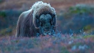 In The Musk Kingdom at Dovrefjell 2022