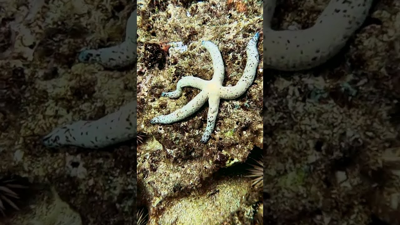 He must have had important turtle business #shorts