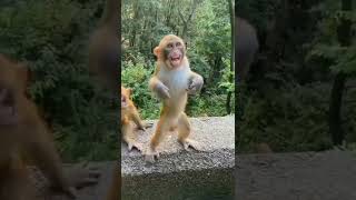 #વાંદરો🐒 monkey fanyy moment 🤣😂 #comedy  #shorts