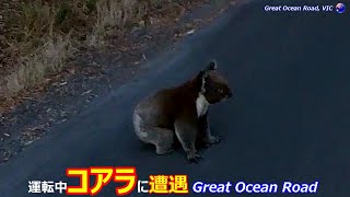 Koala on road 路上にコアラ発見 (メルボルンから約3時間の町 Apollo Bay, Great Ocean Road)