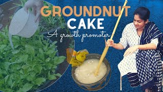 How to use groundnut cakes for plants?వేరుశనగ చెక్కలను మొక్కలకు ఇలా ఇవ్వండి #madgardener #fertiliser