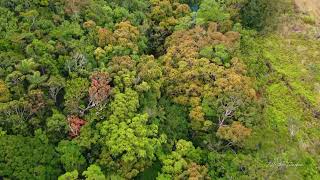 Morning side Deniyaya Sri Lanka Drone videos