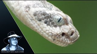 Newborn Rattlesnake Encounters Mouse 01