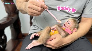 Baby monkey Kyo cleverly reminds Dad of an Important task!