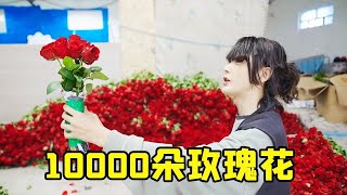 收集10000朵玫瑰花堆满房间，向你的好朋友求婚，他会是什么反应【一鸣探险家】