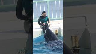 ララと超ノリノリ♪ #Shorts #鴨川シーワールド #シャチ #kamogawaseaworld #orca #killerwhale