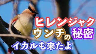 ヒレンジャク！ウンチの秘密？イカルも来たよ