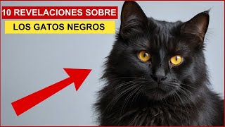 10 REVELACIONES SECRETAS Y MÍSTICAS SOBRE LOS GATOS NEGROS