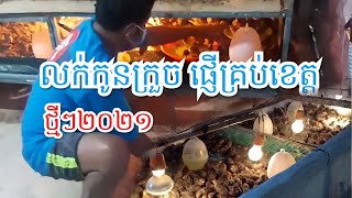 មានលក់កូនក្រួចពូជល្អៗផ្ញើជូនគ្រប់ខេត្ត