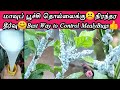 மாவுப் பூச்சி தொல்லைக்கு சிறந்த தீர்வு/how to control mealybugs on plants/maavu poochi viratti