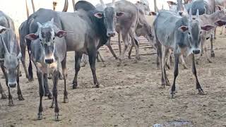 Hallikar UNCASTERED Bull's in Kunikenahalli Breeding Farm