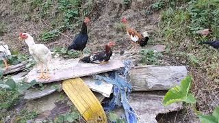 BEGINILAH SUASANA HIDUP DI DESA BETERNAK AYAM KAMPUNG LEPAS KANDANG