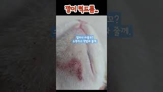 냥이 턱드름ㅠ 집사가 관리해 주께.