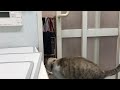 ドアを開ける猫　cat opening door