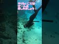 【石垣島】家族水入らずの貸切シュノーケリング！1月4日ツアー動画