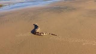 WATCH: Massive Gaboon viper tagged and released in Zululand