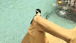 【ペンギン動画】#1 お出迎えケープペンギン