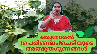 Peringalam plant medicinal uses in malayalam | ഒരുവേരന്‍, പെരിങ്ങലം