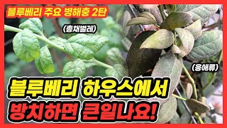 블루베리 주요 병해충 2탄) 총채 벌레와 응애류 증상과 방제 꿀팁 _ 블루베리 하우스로 재배한다면 꼭 알아두세요!