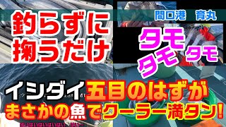 石鯛五目のはずが　まさかのあの魚でクーラー満タン! しかも竿使わず@育丸