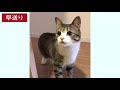 保健所から引き取った猫 ~子猫 うなぎ の運命が変わった日~ vol.46