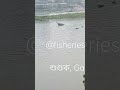 ধনাগোদা নদীতে ভাসল বিপন্ন শুশুক endangered gangetic river dolphin in dhonagoda