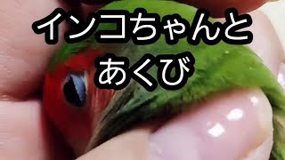 インコちゃんとあくび　parakeet and yawn