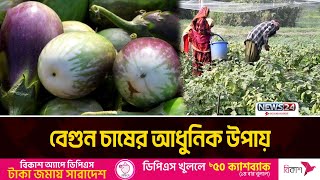 নেটিং পদ্ধতিতে বেগুন চাষ, সাফল্যে খুশি কৃষক | News24