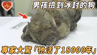 男孩撿到凍在冰里的流浪狗，專家看後卻大驚失色「牠活了18000年！」 |#怪物 #狗狗 #流浪狗 #浪犬 #鏡頭 #記錄 #震撼 #奇跡 #不可思議