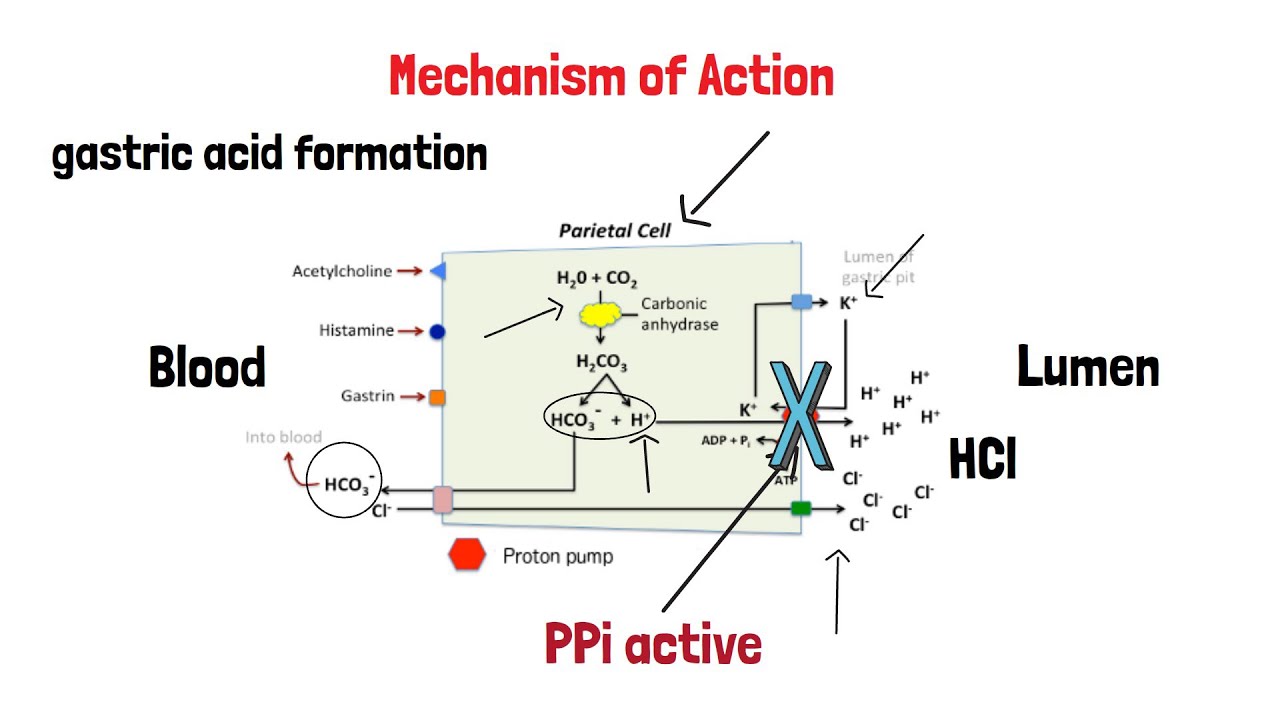 Proton Pump Inhibitors (PPIs)- MOA - إزاي بتشتغل الPPIs - YouTube