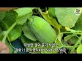 urban farmer s rooftop garden what happens when you recycle food waste and garden byproducts