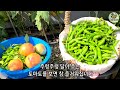 urban farmer s rooftop garden what happens when you recycle food waste and garden byproducts