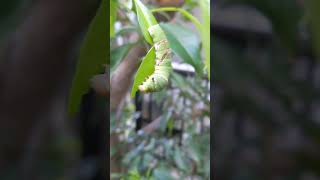 ものすごい勢いで葉っぱを食べる　アゲハの幼虫