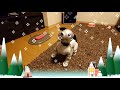 aiboのメリークリスマス🐶2019🎅 merry christmas 【アイボ】