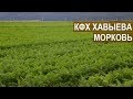 Гибриды моркови. Новинки овощных культур. КФХ Алмаза Хавыева