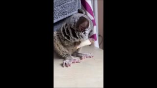 Sweet Bush Baby Fast Eating His Snack