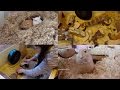 How to: Set Up a Gerbil Home How to: Set Up a Gerbil Home