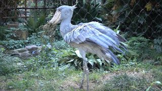 shoebill、草や枝で遊ぶハシビロコウ＠上野アサンテ